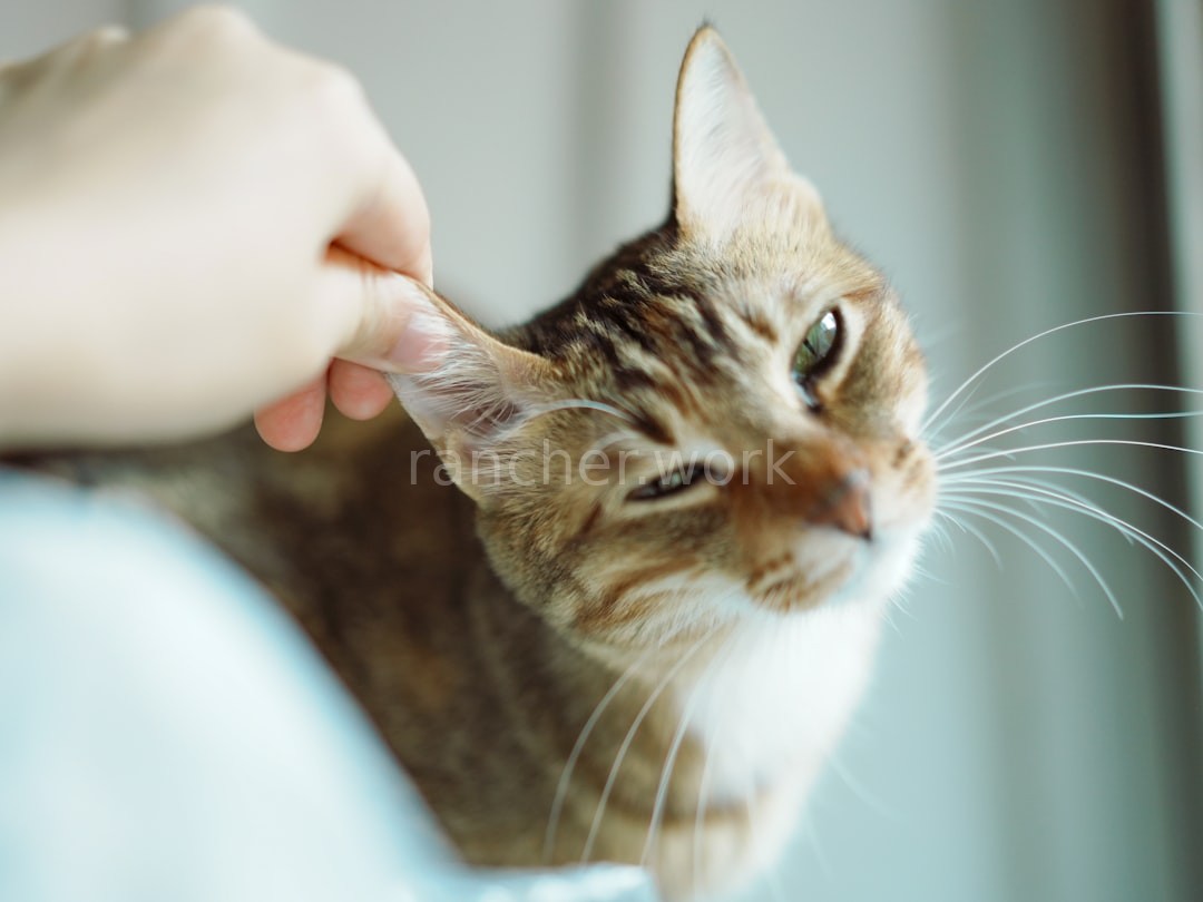 Collar Care