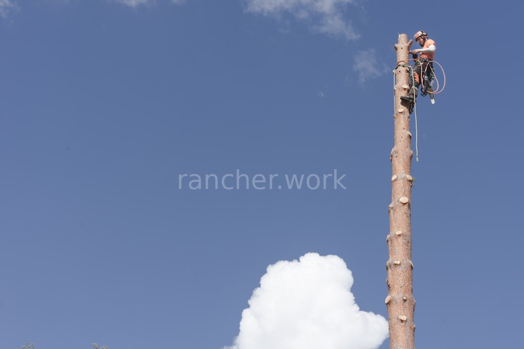 Tree Care