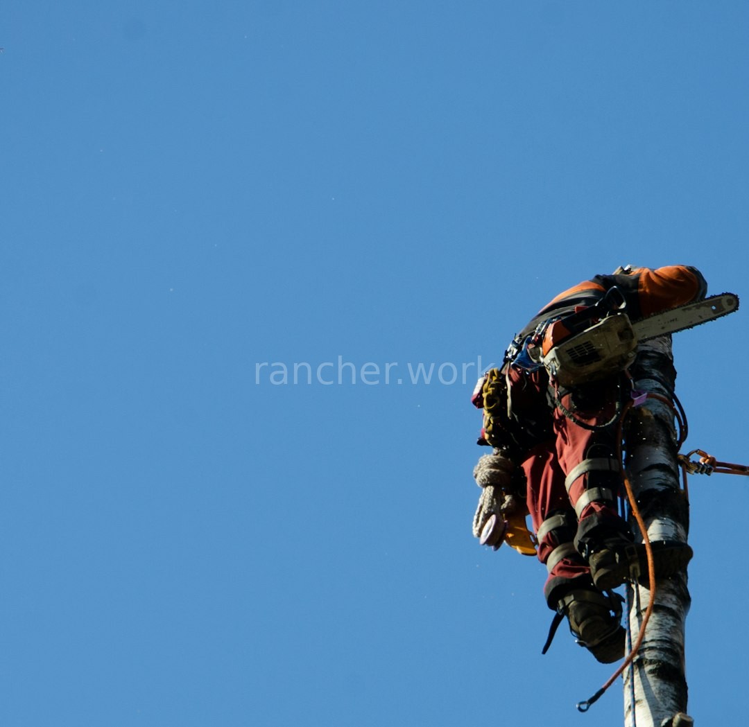 Tree Removal