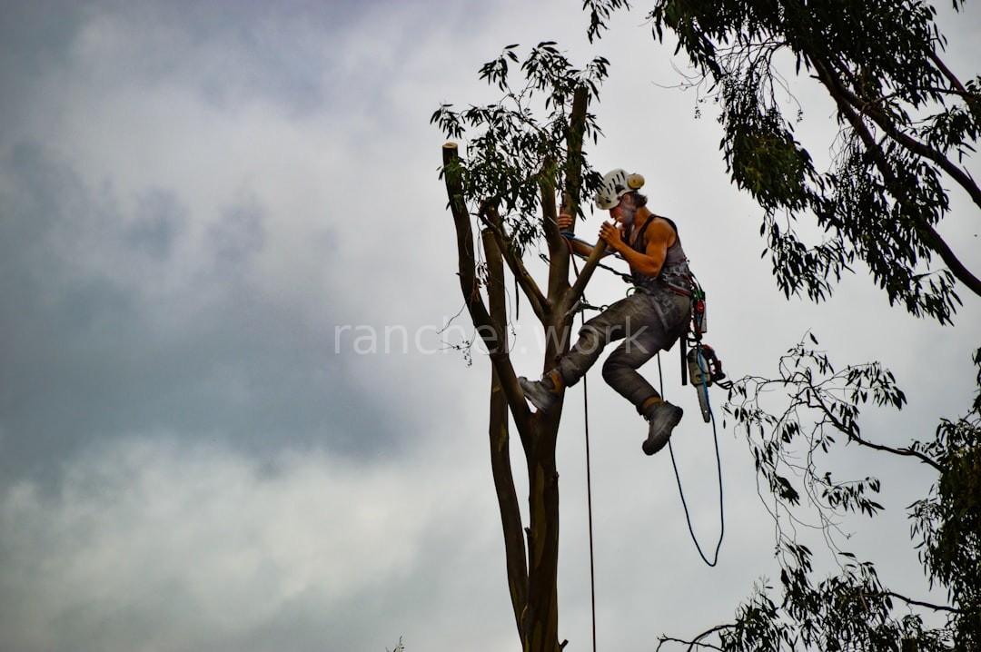 Arborist working